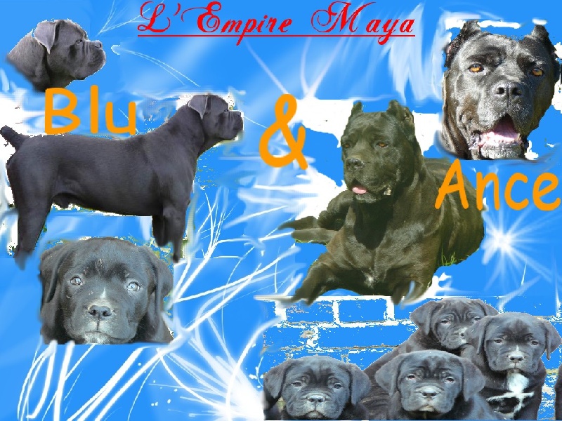 de l'Empire Maya - Cane Corso - Portée née le 02/10/2008