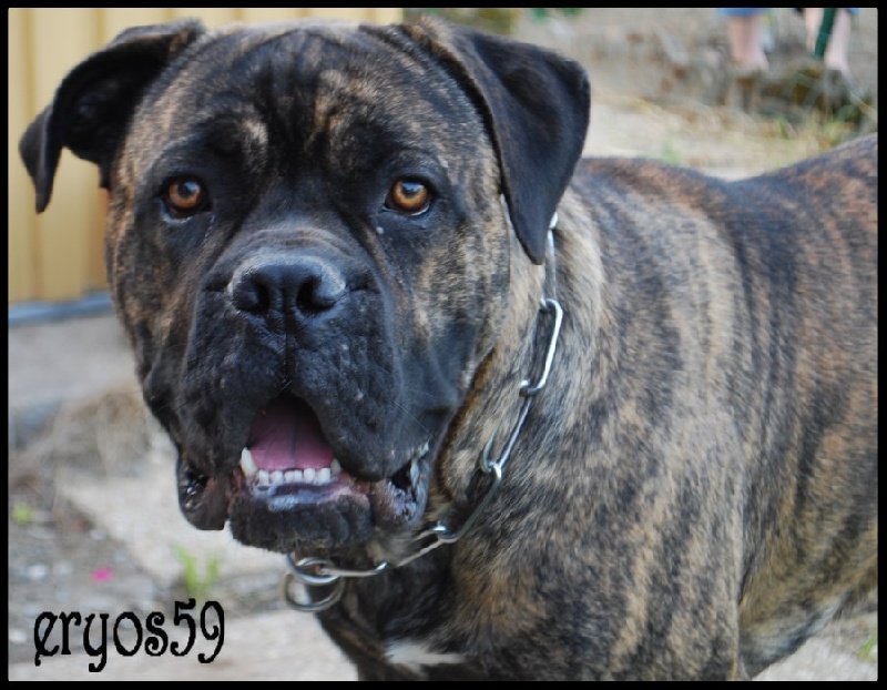 Eryos de l'Empire Maya