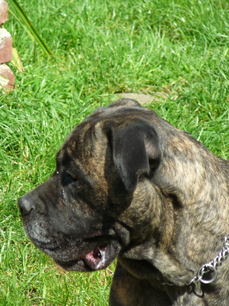 Dixie de l'Empire Maya