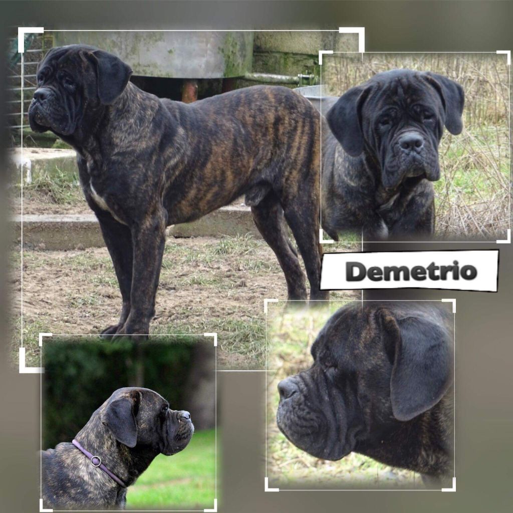 Démétrio Dell' Impero Maya
