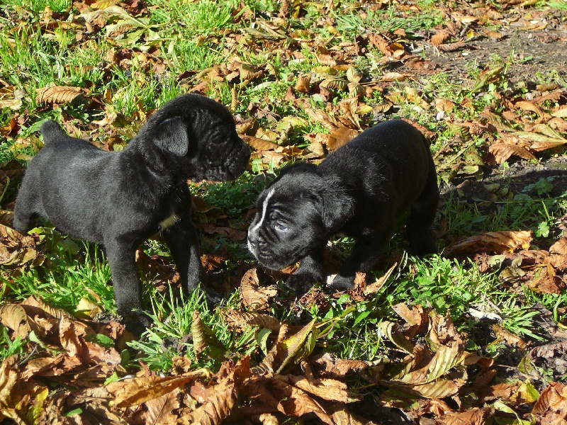 Chiots de Blu X Ance