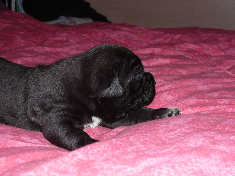 Chiots d'Enzo X Farah