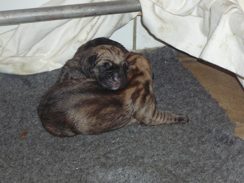 Chiots de Cisko X Crocus