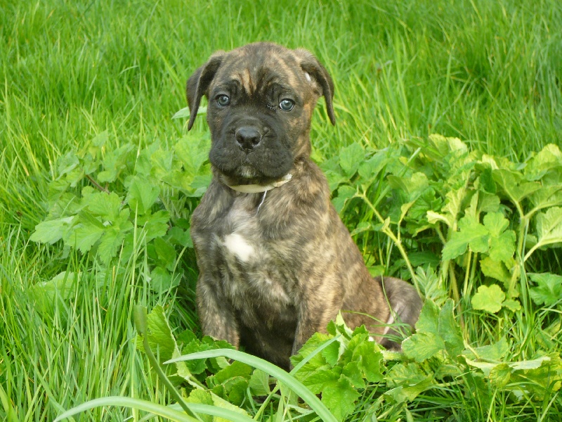 Chiots de Cali X Dandy