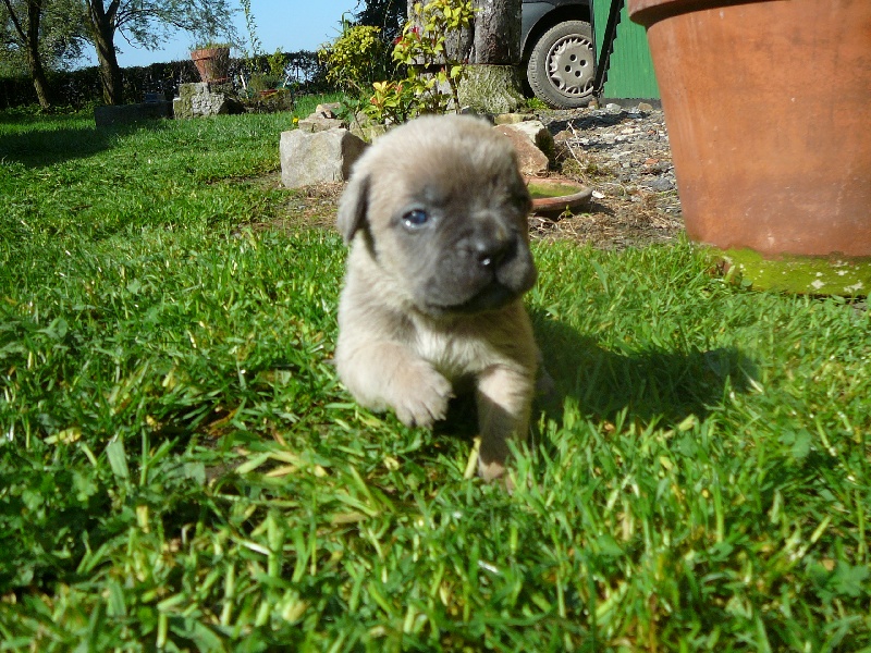 Chiots de Cisko X Dandy
