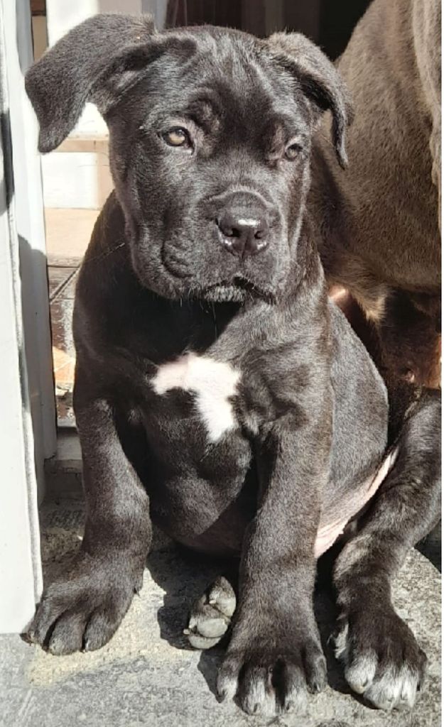 de l'Empire Maya - Cane Corso - Portée née le 31/07/2022