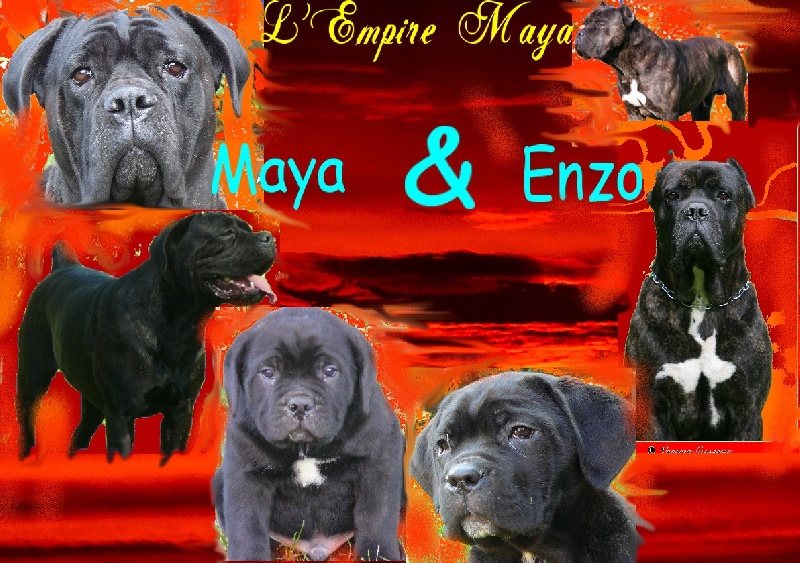 Chiot Cane Corso de l'Empire Maya